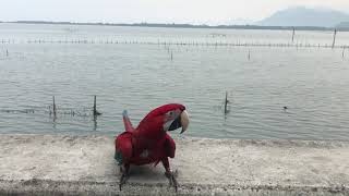 춤추는 홍금강 앵무새 타미