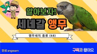 세네갈 앵무