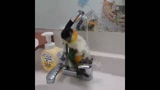 둘리~~ 샤워하는중 (검은머리카이큐)