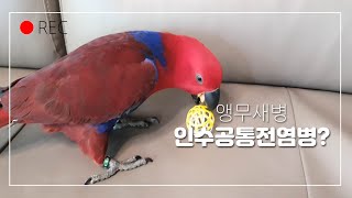 [대구앵무새농장]코로나로변한 앵무새시장2편