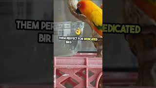Colorful Companions! Amazon Parrot and Canary