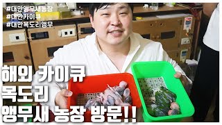 해외 카이큐 목도리 앵무새 농장 방문! (LIP SEUNG SOO)