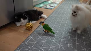 앵무새 공놀이(parrot caique)