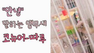 [parrot sound&nosie_conure / 앵무새 소리] 안녕 말하는 코뉴어