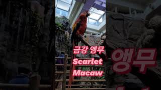 (Happy New Year) 앵무새 중에서도 크기가 …