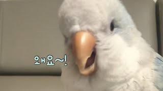 졸려서 까칠한 앵무새 잠을 깨우는 그 이름