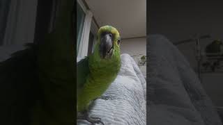 귀농귀촌 아마존앵무새 말하고 놀아주기