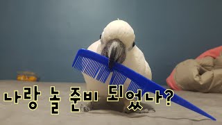 사랑스러운 날개달린 우리집 강아지(코카투)