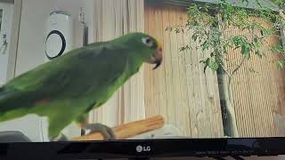 #별이 #아롱이 #아마존앵무새 #친구친구⚘️❤️