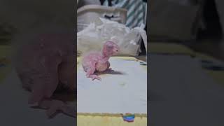 7일된 아기 앵무새 이유식 먹기             …