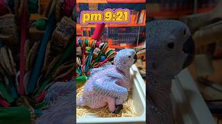 청금강 앵무새예요.#birdslover #parrot #pets #birds #cute #animals #사계절앵무새 #앵무새성장 #앵무새분양