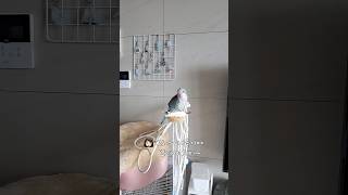 올챙이는 거기서 못 살아#빠른수정#노래하는앵무새#퀘이커앵무송꾸꾸