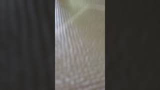 저희집 새로운 가족 검은머리카이큐 조아 입니당^^♡