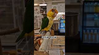 카이큐 앵무새~ 우리 친하게 지내자!  #앵무새 #bi…