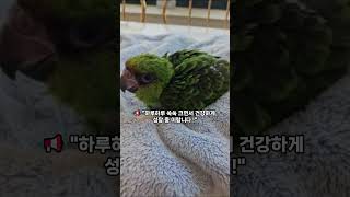 &quot;쟈딘 앵무새, 강아지처럼 애교 많다고?  |…