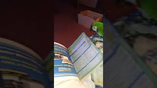 Tiki, my severe macaw