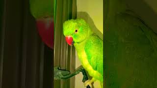 #talkingparot #talkingparrotscareandroutine