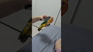 폰에 집착하는 앵무새 #노란머리카이큐 #앵무새 #parrot