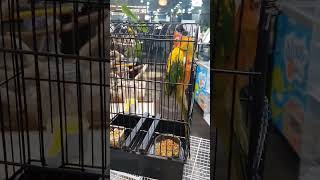 썬코뉴어 미니공룡앵 탈출하고싶다!!