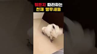 뭐든지 따라하는 앵무새모음 #앵무새 #parrot #동물