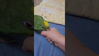 만질수없는 아마존 앵무새와 놀수있는 유일한 방법 #앵무새 #피잣
