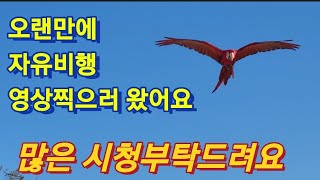 엄청난 강추위 속 금강앵무들의 자유비행 (오늘 편집 엄…