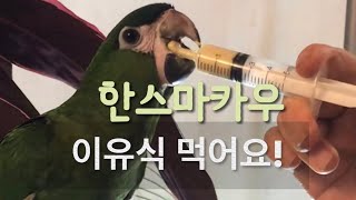 한스마카우 이유식 먹이기 