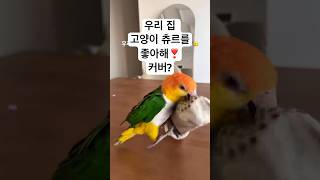 우리 집 앵무새 해씨를 좋아해❣️ #카이큐 #parro…