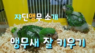 아기 쟈딘 앵무새는 어떤 모습으로 성장할까요? What…