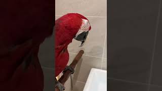 심심한 앵무새 홍금당