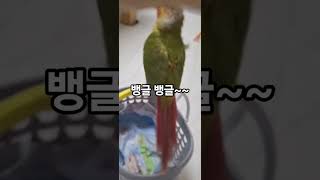 앵무새 돌기 교육