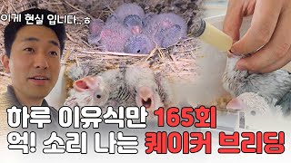 정말 억 소리나는 퀘이커 앵무새 브리딩.... 누가 하자고 했어