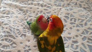 현관문여는 소리에 호다낙