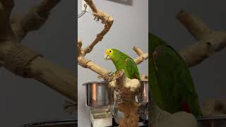 간식먹고 신난 앵무새
