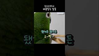 오빠~ 됐거든 배꼽잡는 말 #아랑이 #아마존앵무새 #앵…