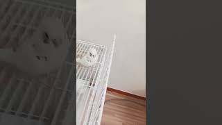 #블루퀘이커 #예공 #birds #카이