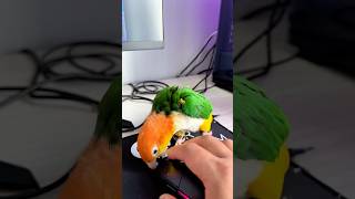 삐삐아빠 겐세이2                     …