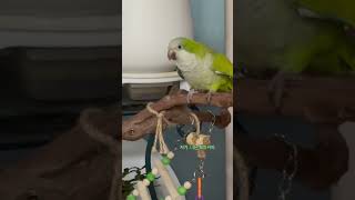 [짹콩이] 퀘이커 소리 안 내주는 퀘이커 ㅎ.. #짹콩이 #퀘이커 #앵무새