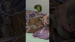 #목도리앵무#할머니들  놀아주고잇는 보리 #효노무새끼