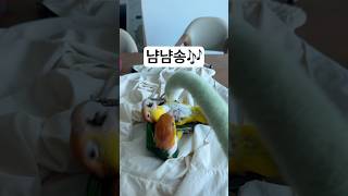 카이큐 놀아주기##카이큐 #앵무새 #pets #birds #parrot