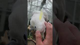 애교쟁이 그레이트 코카투