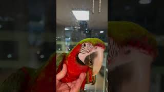 할리퀸마카우 루카 배는 어디 있을까요? 이유식 먹은 루카 배빵빵~~