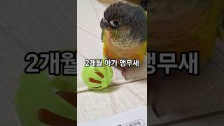 인형같은 아가 앵무새