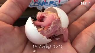 Hyacinth Macaw - Guacamayo Azu…