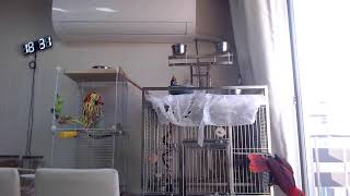 25.7.11 뉴기니아 루비 관찰캠