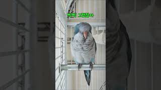 아마존 앵무새 아리 한테 말 배운 5갤 퀘이커 앵무새 로카 귀염 주의 EP.1 #parrot #birds #앵무새 #말하는 앵무새 #귀염둥이