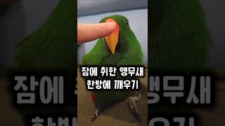 잠에 취한 앵무새 한 방에 깨우는 나만의 방법 #앵무새…