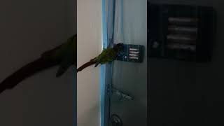 코뉴어 현관문 열기 도전