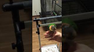 노랑머리 카이큐 이름부르면 날라오기 다시횃대로 돌아가기