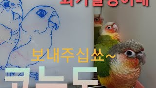 코뉴어들은 단체로 뭘하고 놀까??